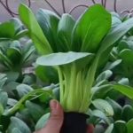 Sayur Hidroponik Jadi Pilihan Masyarakat