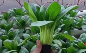 Sayur Hidroponik Jadi Pilihan Masyarakat