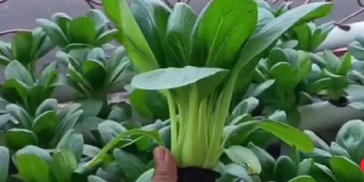 Sayur Hidroponik Jadi Pilihan Masyarakat