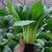 Sayur Hidroponik Jadi Pilihan Masyarakat