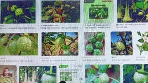 Konsumsi Buah Kecubung, Efeknya Mabuk dan Sakit Jantung