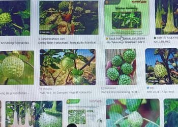 Konsumsi Buah Kecubung, Efeknya Mabuk dan Sakit Jantung