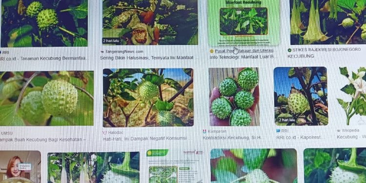 Konsumsi Buah Kecubung, Efeknya Mabuk dan Sakit Jantung