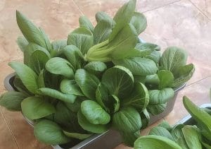 Manfaat Mengonsumsi Sayuran Pakcoy