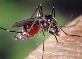 Virus Oropouche: Bagaimana Menjaga Diri dari Infeksi?