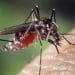 Virus Oropouche: Bagaimana Menjaga Diri dari Infeksi?