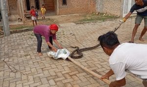 Aksi Mbah Tati Tangkap Ular Sanca Sepanjang 4 Meter