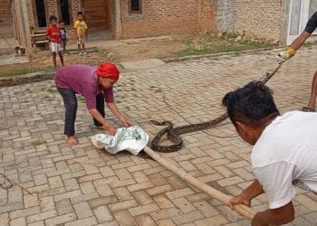 Aksi Mbah Tati Tangkap Ular Sanca Sepanjang 4 Meter