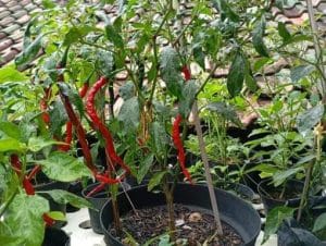 Cabai hasil pupuk organik infarm 