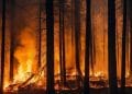 Ilustrasi kebakaran di Mountain Fire California Amerika Serikat