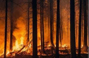 Warga Dievakuasi Akibat Kebakaran Hebat di California