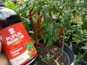 Mau Berkebun Cabai Merah? Gunakan Pupuk Organik Ini