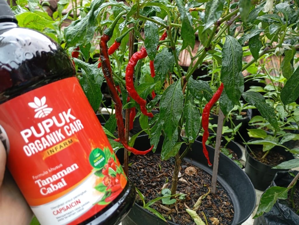 Pupuk cair organik infarm