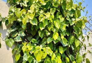 Tanaman Rumahan yang Bisa Cegah Serangan Jantung