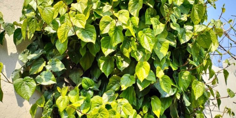 Tanaman Rumahan yang Bisa Cegah Serangan Jantung