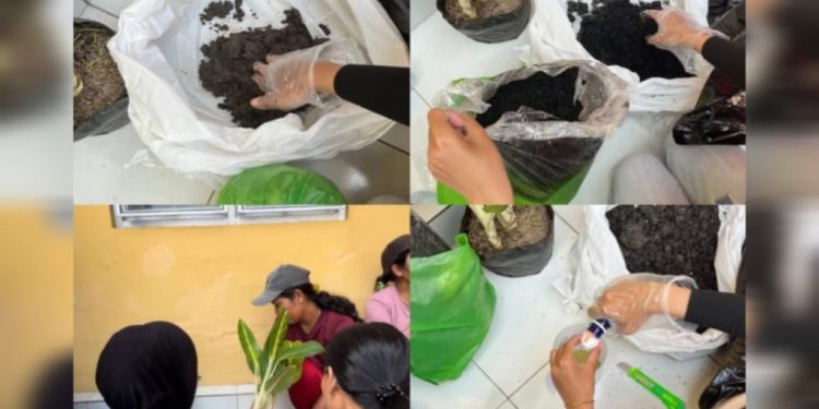 Pelatihan Budidaya Tanaman Hias Solusi Kreatif Tambah Penghasilan