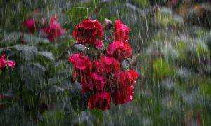 Waspada Cuaca Ekstrem di Lampung: Hujan Lebat dan Angin Kencang