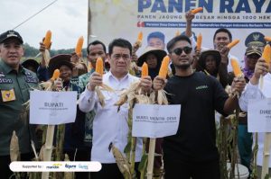 Startup Agritech Kora Panen Raya Jagung Bareng Wamen Desa PDT, Tunjukkan Potensi Ketahanan Pangan Nasional