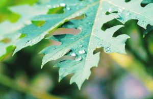 Manfaat Lalap Daun Pepaya Pahit bagi Kesehatan Tubuh