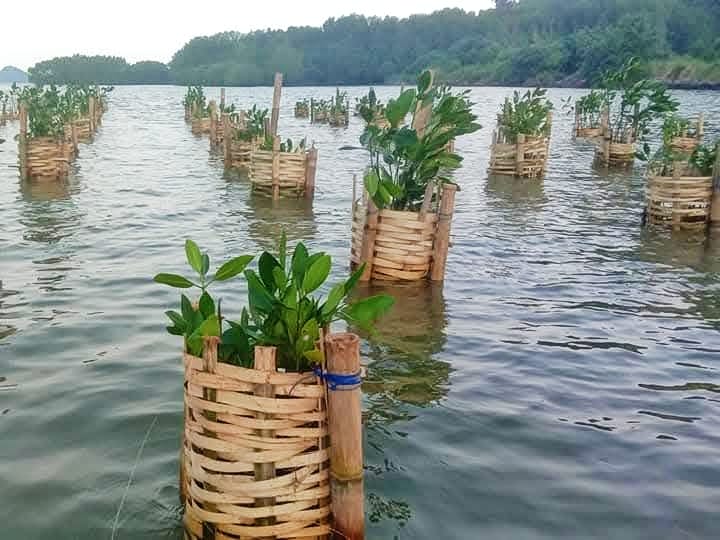 Merapah.com Pohon mangrove