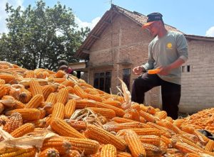 Hasil Panen Tak Diserap, Petani Jagung Lampung Timur Menjerit