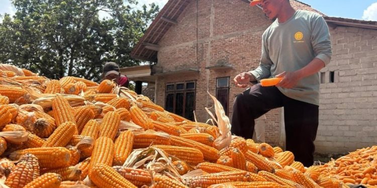 Petani Jagung Lampung Timur