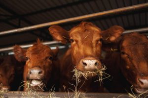 Tips Memilih Qurban untuk Idul Adha, Jangan Salah Pilih