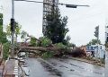 Pohon Besar Tumbang, Lalu Lintas ZA Pagar Alam Sempat Lumpuh