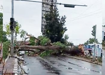Pohon Besar Tumbang, Lalu Lintas ZA Pagar Alam Sempat Lumpuh