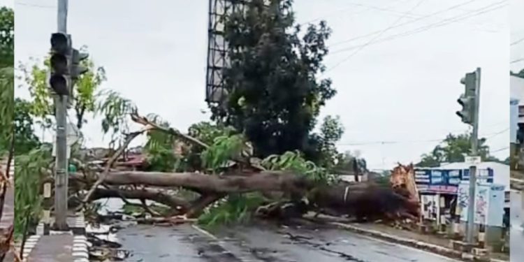 Pohon Besar Tumbang, Lalu Lintas ZA Pagar Alam Sempat Lumpuh