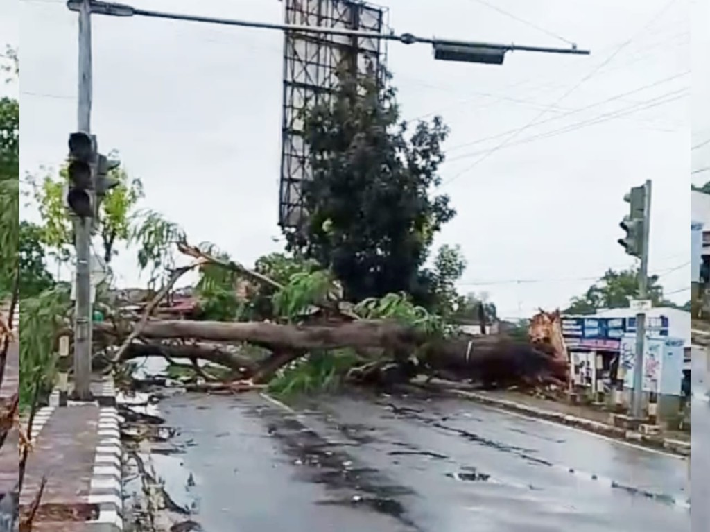 Pohon Besar Tumbang, Lalu Lintas ZA Pagar Alam Sempat Lumpuh