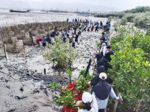 Mitra Bentala dan GPAP Bersihkan Pesisir Kota Karang dan Tanam 1.000 Mangrove
