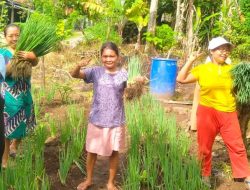 Pertanian Organik Berbasis Perempuan Tumbuh di Desa Kelawi Lampung Selatan