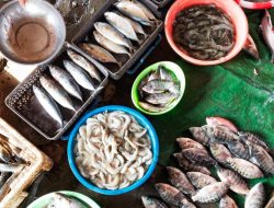 Kandungan Omega-3 Ikan Ini Lebih Tinggi dari Salmon