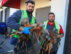 Fenomena Langka, Iguana Beku Jatuh dari Pepohonan