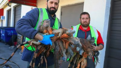 Fenomena Langka, Iguana Beku Jatuh dari Pepohonan