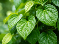 Daun Sirih, Solusi Alami yang Makin Dilirik Peneliti