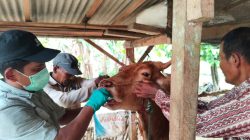 Kementan Pastikan PMK di Lampung Timur Terkendali, Vaksinasi dan Biosekuriti Diperkuat