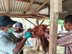 Kementan Pastikan PMK di Lampung Timur Terkendali, Vaksinasi dan Biosekuriti Diperkuat