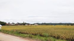 BMKG Ingatkan Potensi Hujan Lebat di Lampung Hari Ini, Waspada Petir dan Angin Kencang