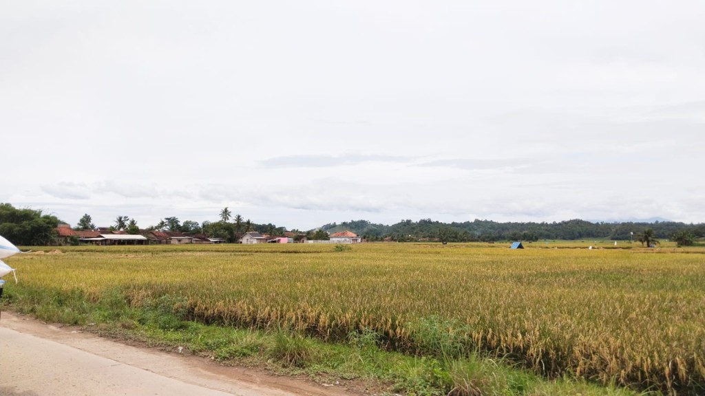 BMKG Ingatkan Potensi Hujan Lebat di Lampung Hari Ini, Waspada Petir dan Angin Kencang