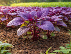 Bayam Ungu: Superfood Sehat dengan Segudang Manfaat