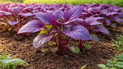 Bayam ungu mengandung vitamin, antioksidan, dan serat yang penting bagi tubuh. Konsumsinya membantu menjaga kesehatan mata, imun, jantung, dan pencernaan.