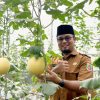 Hampir 600 Tanaman Melon Hidroponik di Green House SPP Lampung, Jadi Media Belajar hingga Peluang Komersial