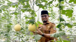 Hampir 600 Tanaman Melon Hidroponik di Green House SPP Lampung, Jadi Media Belajar hingga Peluang Komersial