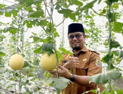 Hampir 600 Tanaman Melon Hidroponik di Green House SPP Lampung, Jadi Media Belajar hingga Peluang Komersial