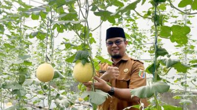 Melon hidroponik hasil smart greenhouse SMK SPP Lampung dipanen. Siswa terlibat langsung dalam praktik agribisnis modern berbasis IoT.