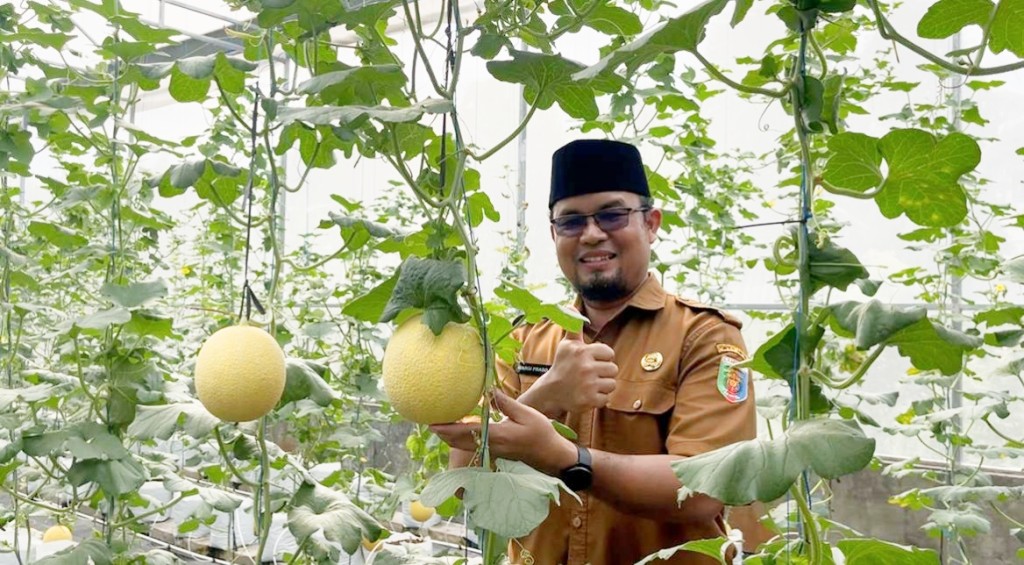 Melon hidroponik hasil smart greenhouse SMK SPP Lampung dipanen. Siswa terlibat langsung dalam praktik agribisnis modern berbasis IoT.