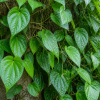 Daun Sirih: Herbal Alami dengan Segudang Manfaat Kesehatan