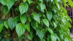 Daun Sirih: Herbal Alami dengan Segudang Manfaat Kesehatan